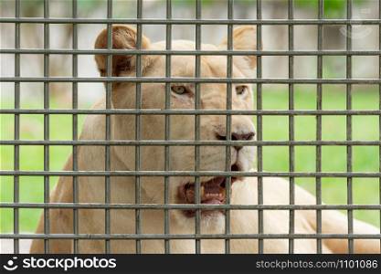 Female (lioness) lion (Panthera leo) yawning behind a fence. Wildlife conservation concept.