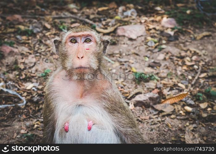 Female Long-tailed macaque monkey staring at photographer,Chonburi,Thailand.