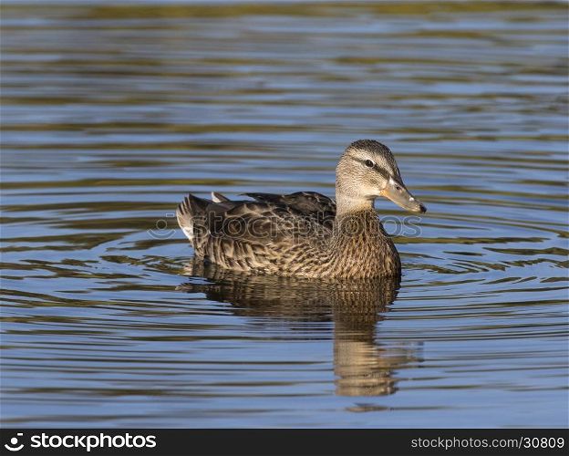 Female mallard duck in blue water with concentric circles
