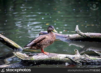 female mallard duck standing on a tree trunk at lake Ammersee