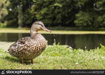 Female Mallard Duck up close with pond and trees in background