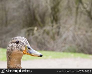 female mallard. female mallard duck - Anas platyrhynchos in spring on land