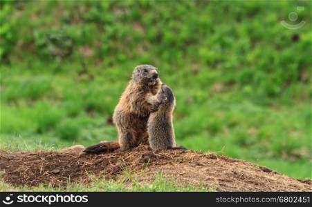Female marmot with young. Female marmot with young on alpine meadow