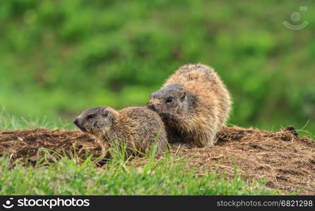 Female marmot with young. Female marmot with young on alpine meadow