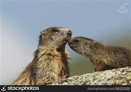 Female marmot with young on rock
