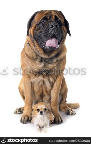 female mastiff and chihuahua in front of white background