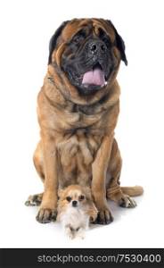 female mastiff and chihuahua in front of white background