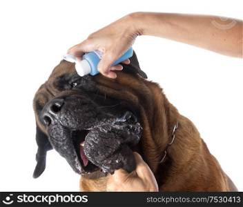 female mastiff and vet in front of white background