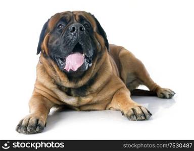 female mastiff in front of white background