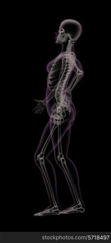 Female medical skeleton with backache