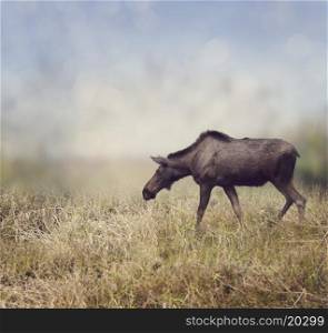 Female Moose Walking on the Field