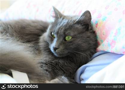 female Nebelung breed cat with green eyes. beautiful nebelung cat