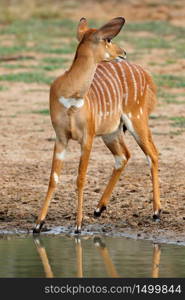 Female Nyala antelope (Tragelaphus angasii), Mkuze game reserve, South Africa