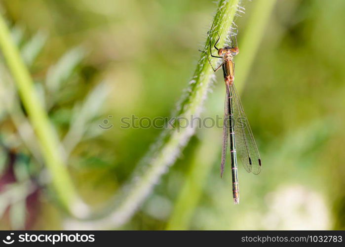 Female of a damselfly called Lestes sponsa, also known as emerald damselfly or common spreadwing, on the stem of a Daucus carota flower