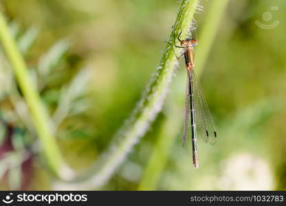 Female of a damselfly called Lestes sponsa, also known as emerald damselfly or common spreadwing, on the stem of a Daucus carota flower