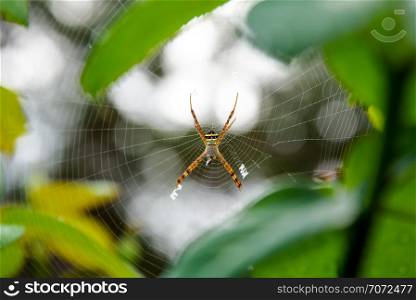 Female of Argiope Keyserlingi or St. Andrew&rsquo;s Cross Spider is a common species of orb-web spider are catching prey on the web in the forest of Thailand. Female of Argiope Keyserlingi