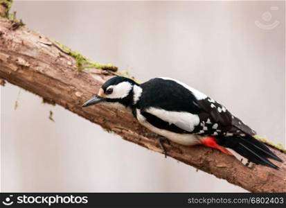 Female of Greate spotted woodpecker (Dendrocopos major) sitting lying flat on a tree trunk.Winter in Poland.Flat,horizontal view.