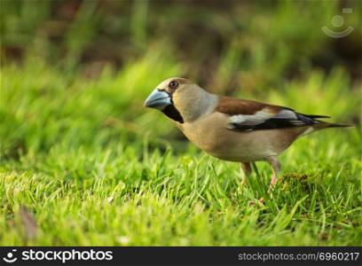 Female of hawfinch (Coccothraustes coccothraustes) in spring sitting on the grass, spring,april. Hawfinch (Coccothraustes coccothraustes)