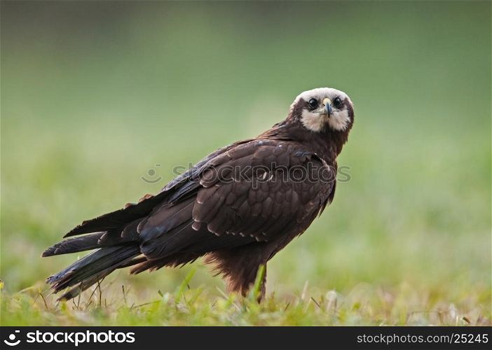 Female of Marsh Harrier (Circus aeruginosus) on a summer meadow.Poland,Bory Tucholskie National Park.Close , horizontal view with shallow depth of field.