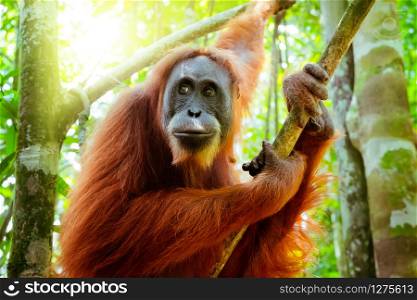 Female orangutan sits grasping tree trunk and looks around against green jungles and shining sun on background. Great ape in shady forest. Endangered species in natural habitat. Sumatra, Indonesia