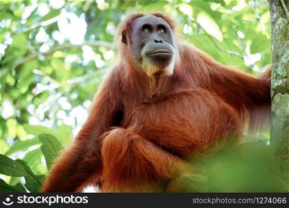 Female orangutan sitting at tree trunk and looks around against green jungles on background. Great ape in shady forest. Endangered species in natural habitat. Sumatra, Indonesia