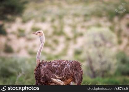 Female Ostrich in the bush in the Kgalagadi Transfrontier Park, South Africa.