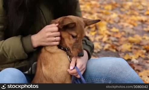 Female owner embracing and stroking her cute puppy gently over colorful autumn landscape background. Closeup. Young woman with her best doggy friend relaxing and enjoying free time together in autumn park. Woman&acute;s hands caressing her dog outdoors.