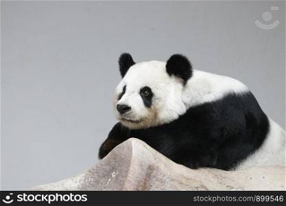 Female Panda is Taking a Rest