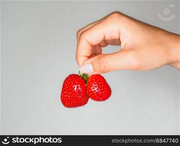 Female person holding a fresh red strawberries isolated towards gray colored backdrop