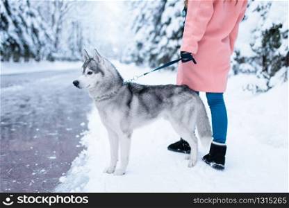 Female person walks in the park with siberian husky, snowy forest on background. Girl with charming dog. Woman loves her domestic animal