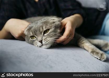 female petting adorable lazy cat
