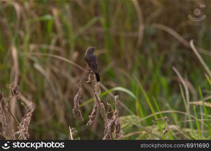 Female Pied Bushchat (Saxicola caprata ) in nature Thailand