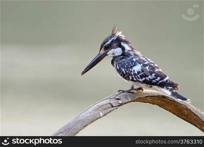 Female Pied Kingfisher (Ceryle rudis) sitting on a branch