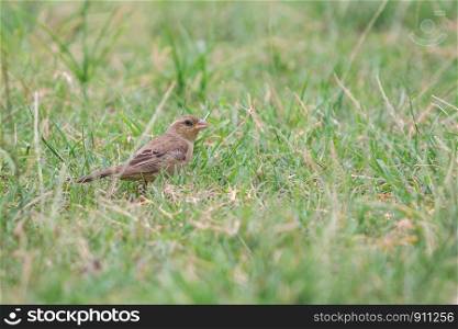 Female Plain-backed Sparrow (Passer flaveolus) walking on the green grass and looking for some foods.