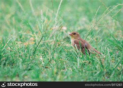Female Plain-backed Sparrow (Passer flaveolus) walking on the green grass and looking for some foods.