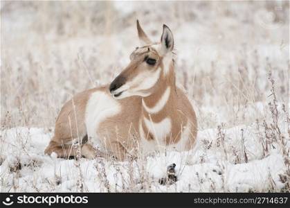Female Pronghorn laying in grass and snow. Female Pronghorn