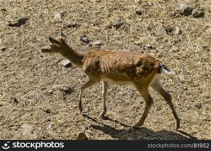 Female Roe Deer or Capreolus walk in a park, Sofia, Bulgaria