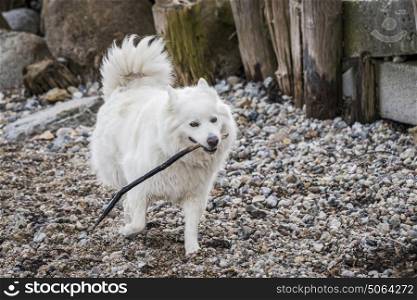 Female samoyed dog playing with a wooden stick on a beach with pebbles in the autumn