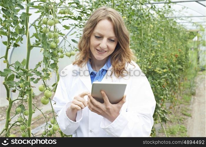 Female Scientist In Greenhouse Researching Tomato Crop