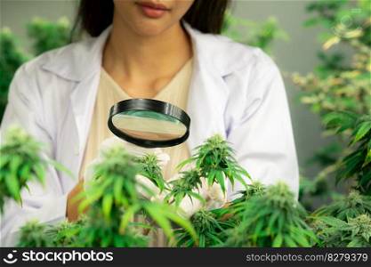 Female scientist inspects gratifying buds on cannabis plant using a magnifying glass. Cannabis farm in curative grow facility providing high quality of medicinal cannabis products.. Scientist inspects gratifying buds on cannabis plant using magnifying glass.