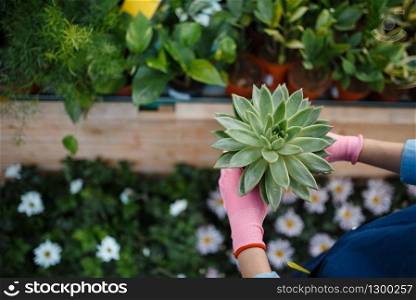 Female seller hand in gloves holds plant in shop for gardening. Woman in apron sells flowers in florist store