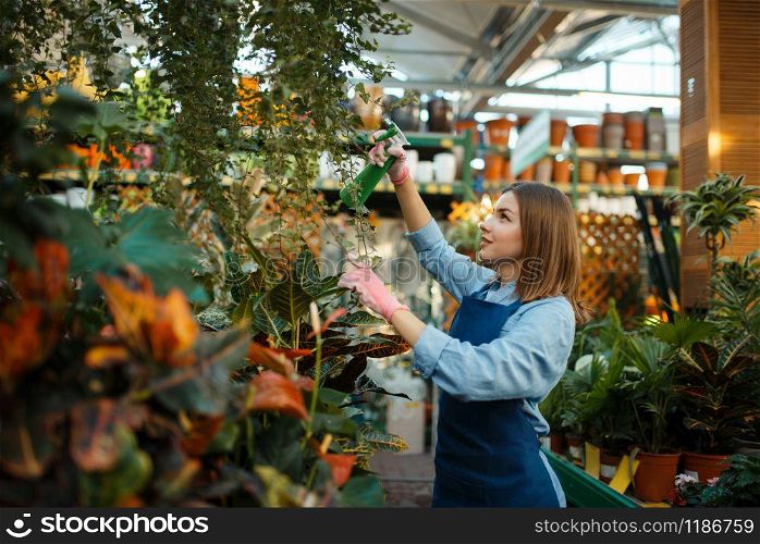 Female seller spraying plants in shop for gardening. Woman in apron sells flowers in florist store, floriculture