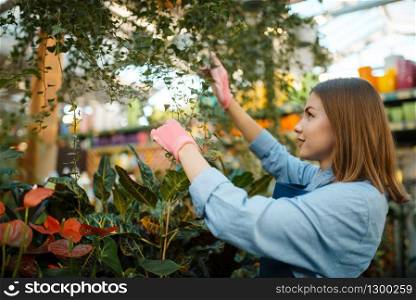 Female seller spraying plants in shop for gardening. Woman in apron sells flowers in florist store, floriculture. Female seller spraying plants, shop for gardening