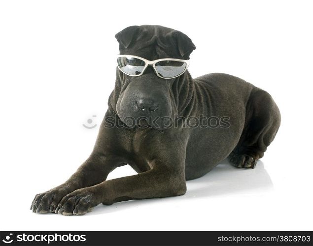 female shar pei and glasses in front of white background