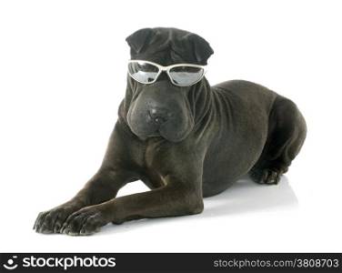 female shar pei and glasses in front of white background