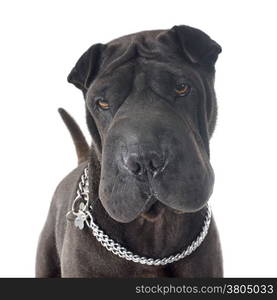 female shar pei in front of white background