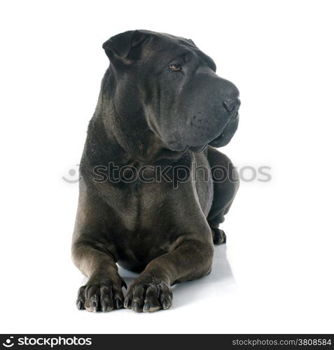 female shar pei in front of white background