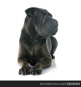 female shar pei in front of white background