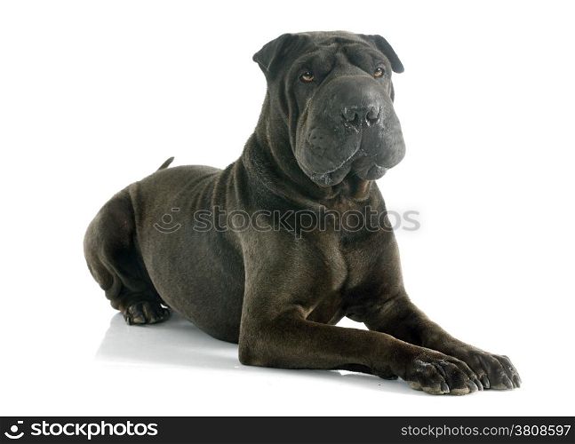 female shar pei in front of white background