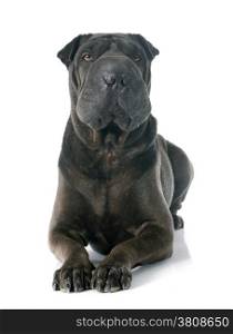 female shar pei in front of white background